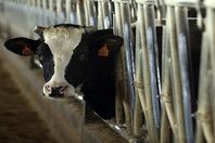 خطة الحكومة للسيطرة على الحمى القلاعية