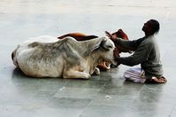 مقترح بمنح الأبقار هويات في الهند