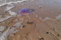 قناديل البحر بشواطيء سفاجا