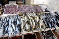 أسعار الأسماك