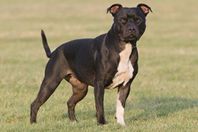 كلب ينقذ عروسين من الموت