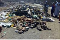 جانب من اللحوم المذبوحة