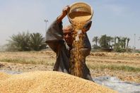 حصاد القمح