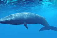 الحوت الأزرق