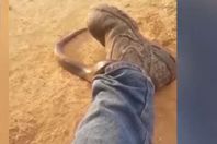 أفعى سامة تتسلل داخل بنطال صياد