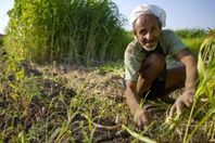 مُزارع مصري (أرشيفية)