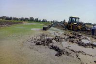 الحكومة تزيل مزارع أرز في الغربية