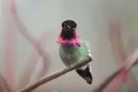 طائر سوراكاف