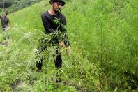 بالصور.. مداهمة مزارع الماريجوانا من قبل الجيش الإندونيسي