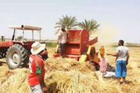 حصاد القمح بالمنيا