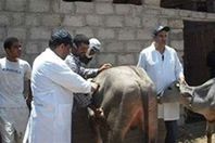 حملات بيطرية بالمنيا