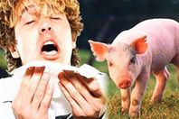 إنفلونزا الخنازير