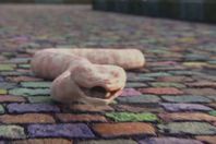 ثعبان يتحول إلى فراشات