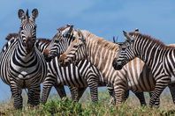 حمار وحشي أشقر اللون