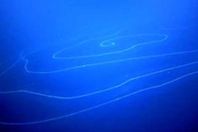 كائن عملاق في أعماق البحار