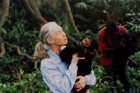 عالمة الرئيسيات البريطانية الشهيرة جين جودال