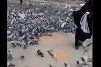 مؤثر.. سيدة تبكي وهي تطعم " حمام الحرم"