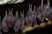 الخفافيش تحاصر قرية بالقليوبية.. والأهالي يقتلون العشرات