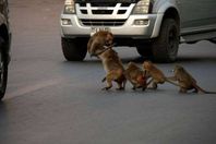 القرود الهائجة