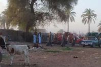 الصعايدة في زمن كورونا.. معركة بالأسلحة النارية في سوق للمواشي