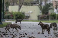 الثعالب في تل أبيب