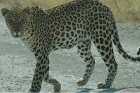 127-162238-ethio-tiger_350x200