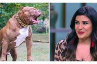 تطورات-جديدة-في-قضية-كلب-المذيعة-اميرة-شنب-البيتبول