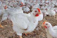 تربية-الدواجن