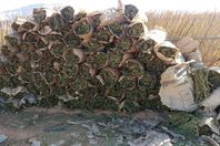 إحباط تهريب 2.3 طن بانجو بشاطئ خليج السويس