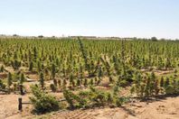 ضبط 135 ألف شجرة من نبات بانجو بالصف