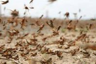 الزراعة تعلن الطوارئ لمواجهة غزو الجراد