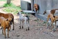 إعدام 67 كلبا ضالا وإزالة إشغالات بالمنيا