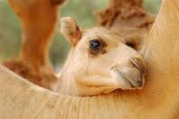 تحذيرات من مرض قاتل جديد عن طريق "الأبل"