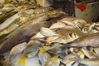 مصادرة طن إلا ربع أسماك فاسدة بالإسكندرية