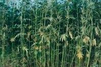 حبس صاحب مزرعة بانجو بالإسماعيلية 4 أيام على ذمة التحقيق