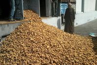 ضبط طن "بطاطس شيبسي" فاسد ببني سويف