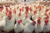 أسباب تراجع الحكومة عن قرار جمارك "الدواجن"