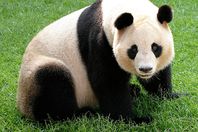 شاهد.. خدعة "الباندا العملاقة" تجتاح الإنترنت