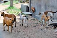 إعدام 19 ألف كلب ضال وقطة بالمنوفية