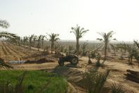 بعثة فنية من "الفاو" لدعم مشروع المليون فدان