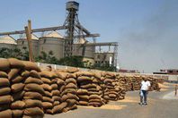 19 ألف طن قمح عجزًا داخل شونتين ببني سويف