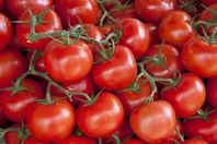الطماطم تقاوم البطالة في مصر