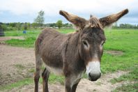 بالفيديو.. تصدير 10 آلاف حمار مصري للصين