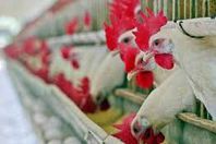 فيديو.. "منتجي الدواجن": والله العظيم إحنا بنخسر