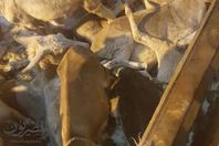 ضبط سيارة لحوم حمير