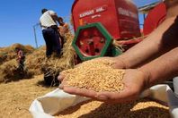 استلام 1.265 مليون طن من القمح المحلي