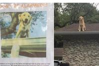 كلب على السطح