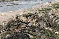 الطيور المقاه علي الشاطئ