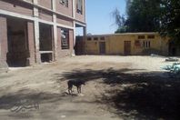 كلاب ضالة تحتل شون القمح بالمنيا