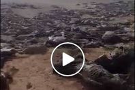 آلاف من هياكل الحمير ملقاة على «الصحراوى»